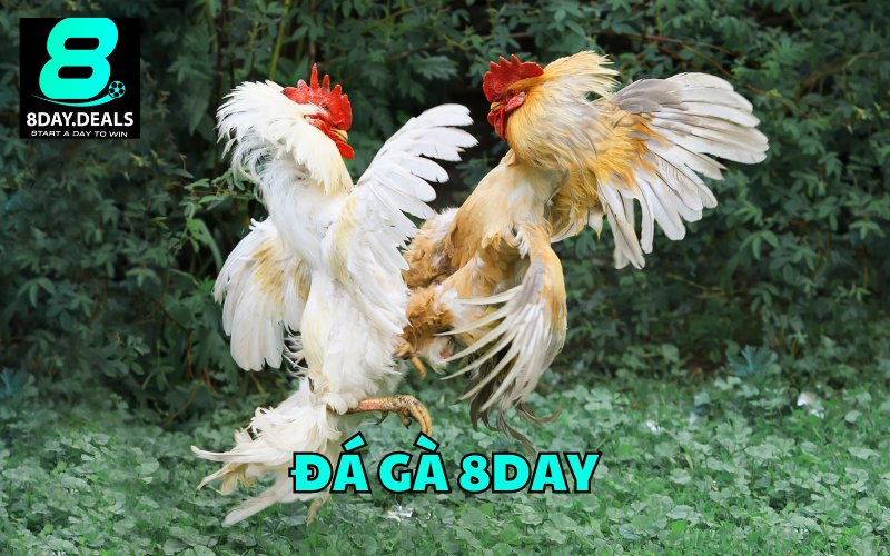 Đá gà 8Day